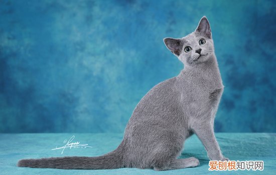 猫为啥喜欢吃饼干 猫喜不喜欢吃饼干