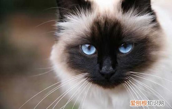 猫不爱吃猫粮的表现 猫喜不喜欢吃猫粮的表现