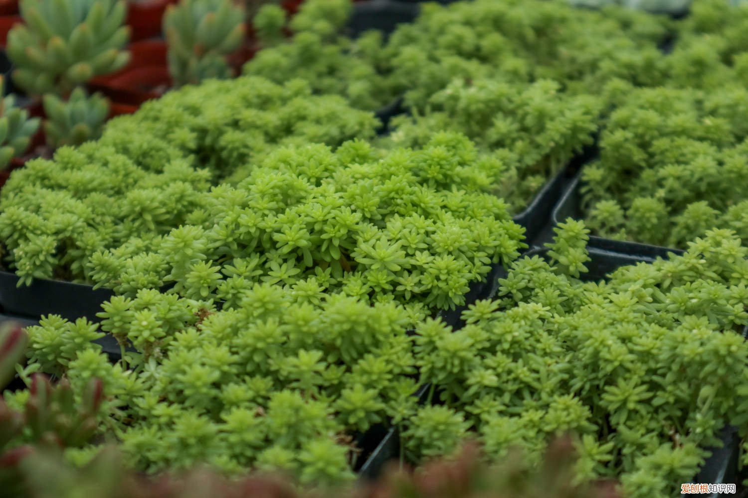 黄金万年草用什么盆 新买的黄金万年草怎么养