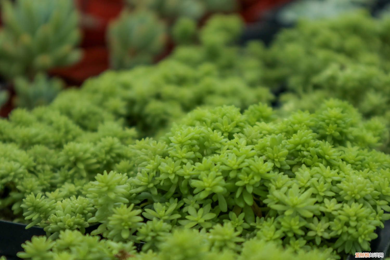 黄金万年草用什么盆 新买的黄金万年草怎么养