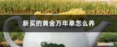 黄金万年草用什么盆 新买的黄金万年草怎么养