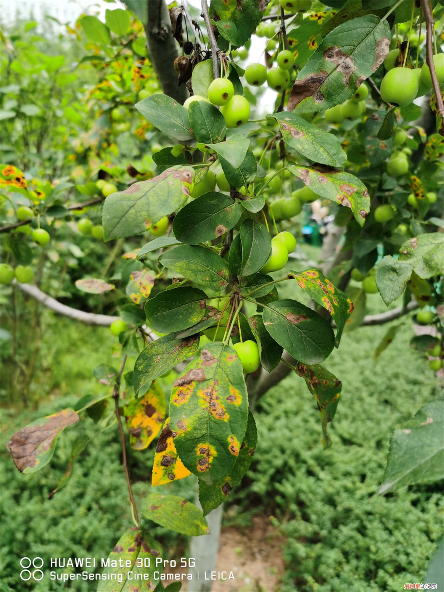 新买的竹节海棠怎么养好 新买的竹节海棠怎么养