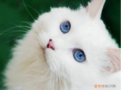 怎么能让猫晚上不闹 如何让猫咪晚上不闹腾，猫