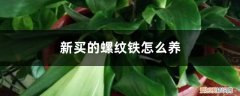 螺纹铁适合养在家 新买的螺纹铁怎么养