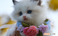 布偶猫哪个色最贵双色布偶猫图片 布偶猫哪个色最贵