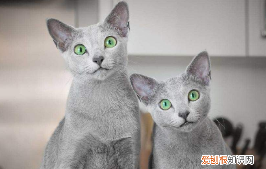 卡特尔猫和俄罗斯蓝猫 科拉特猫和俄罗斯蓝猫的区别