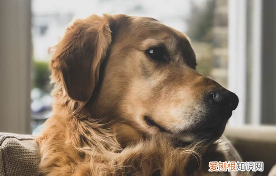 能养比特犬吗 比特犬可以当宠物养吗