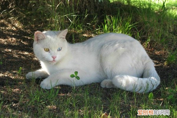 猫年龄 体重 猫体重年龄对照表,猫