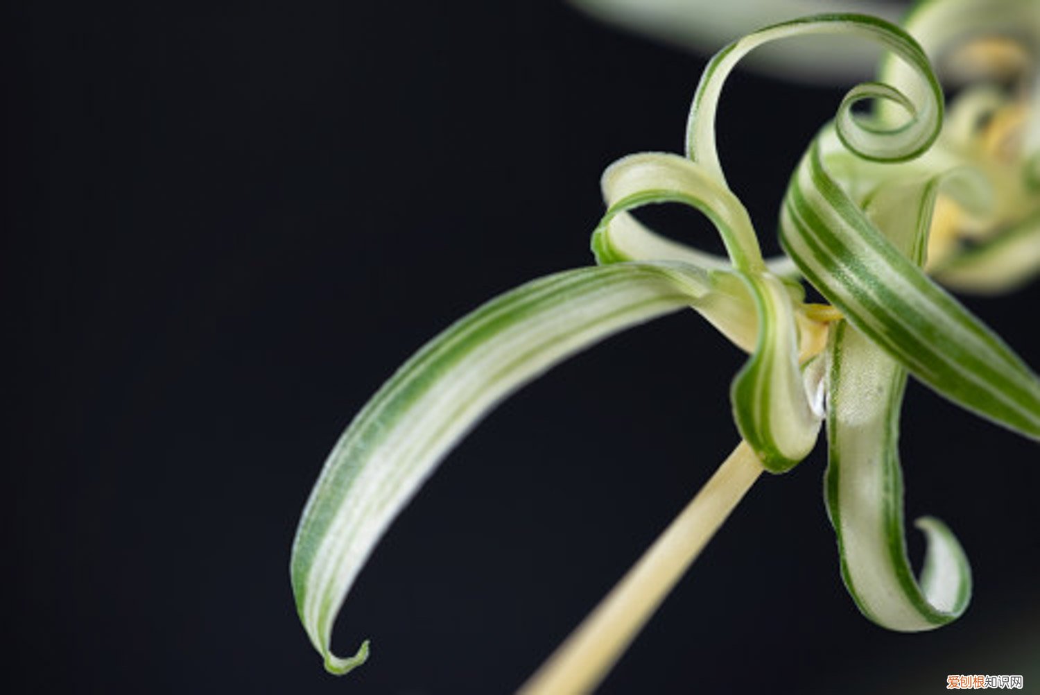 刚买回来的吊兰怎么养 新买的吊兰怎么养