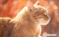 猫咪尿结石是因为什么 怎么判断猫是不是尿结石