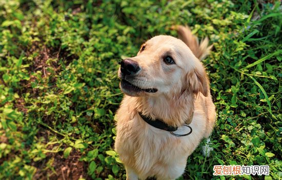 金毛犬多大算成年犬 金毛狗狗多大算成犬