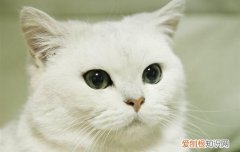 猫咪眼睛几个月开始发光 猫咪几个月眼睛发光