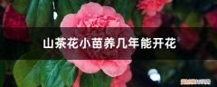 山茶花怎样养开花 山茶花小苗养几年能开花，山茶花小苗怎么养