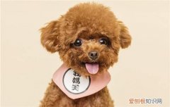 泰迪犬还叫什么 泰迪犬为什么叫泰迪