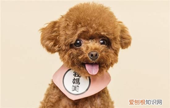 泰迪犬还叫什么 泰迪犬为什么叫泰迪