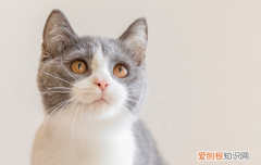 猫 吃狗尾巴草 猫吃狗尾巴草哪个部位