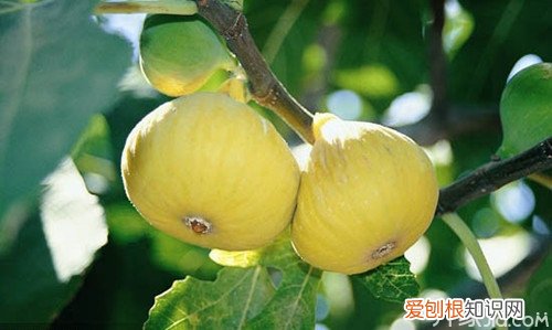 新疆无花果功效 预想不到的效果