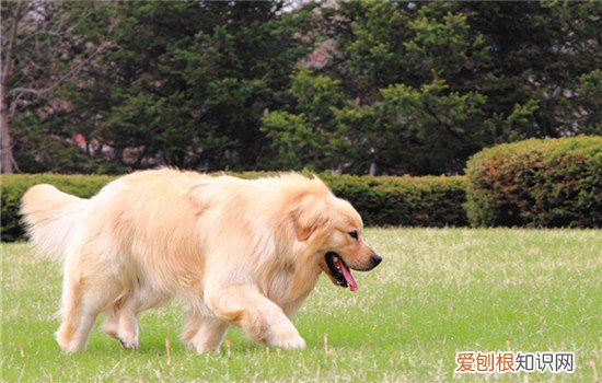 舒柏奇犬的优点和缺点是什么 舒柏奇犬的优点和缺点