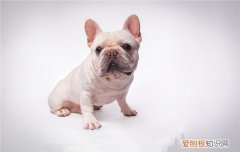 芬兰狐狸犬在中国可以养吗 芬兰狐狸犬的缺点