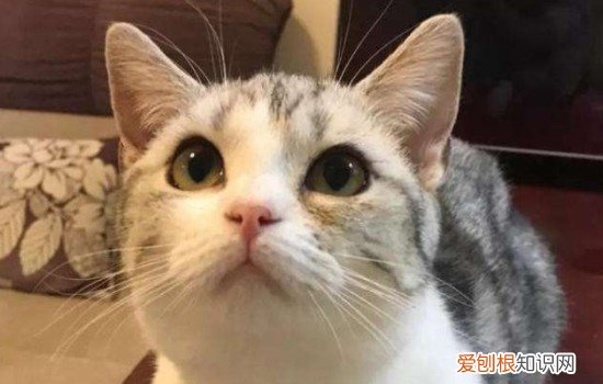 猫咪喜欢吃什么呀 猫咪喜欢吃什么食物,猫咪喜欢吃什么,猫咪喜欢吃什么东西