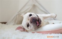 芬兰狐狸犬怎么区分品种 芬兰狐狸犬怎么区分