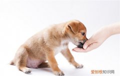 舒柏奇犬有尾巴吗视频 舒柏奇犬有尾巴吗