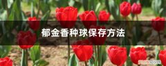 郁金香种球的保存 郁金香种球保存方法，郁金香种球怎么种植