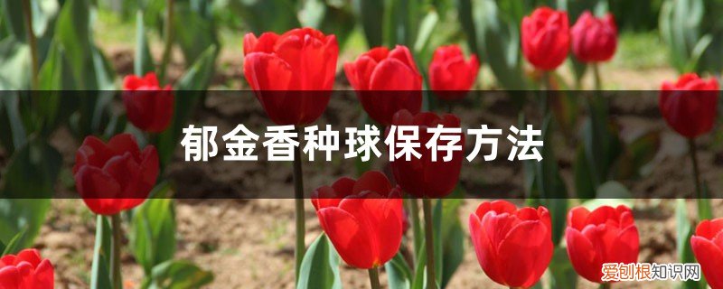 郁金香种球的保存 郁金香种球保存方法，郁金香种球怎么种植