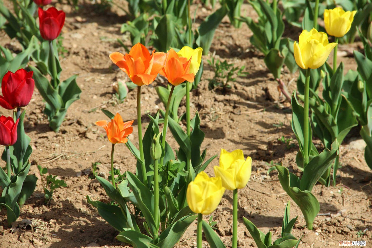 郁金香种球的保存 郁金香种球保存方法，郁金香种球怎么种植