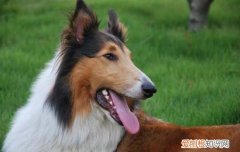 阿富汗猎犬多少 阿富汗猎犬怎么办狗证