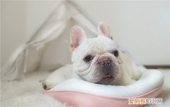 养狗能养一公一母吗 为何养狗不能养一公一母