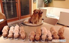 拉布拉多会认第二个主人吗视频 拉布拉多会认第二个主人吗