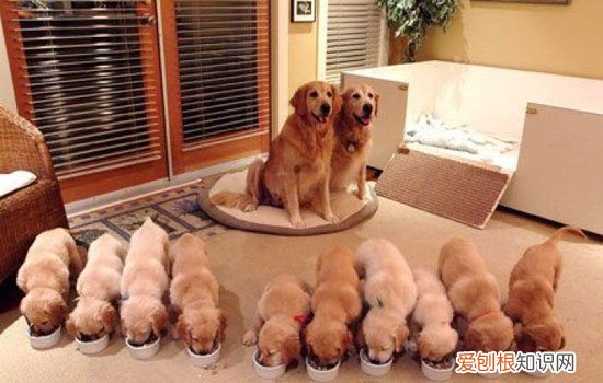 拉布拉多会认第二个主人吗视频 拉布拉多会认第二个主人吗