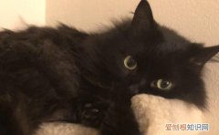 梦见黑猫长白毛 黑猫长白毛
