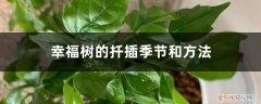 幸福树扦插方法和时间 幸福树的扦插季节和方法，幸福树新枝可以扦插吗