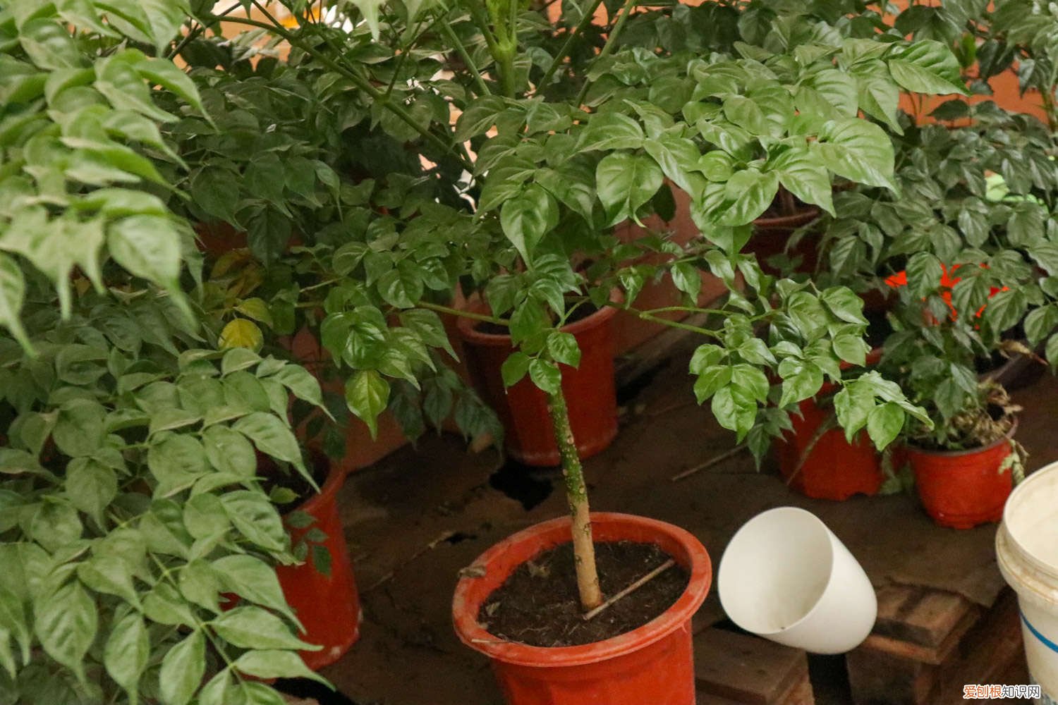 幸福树扦插方法和时间 幸福树的扦插季节和方法,幸福树新枝可以扦插吗