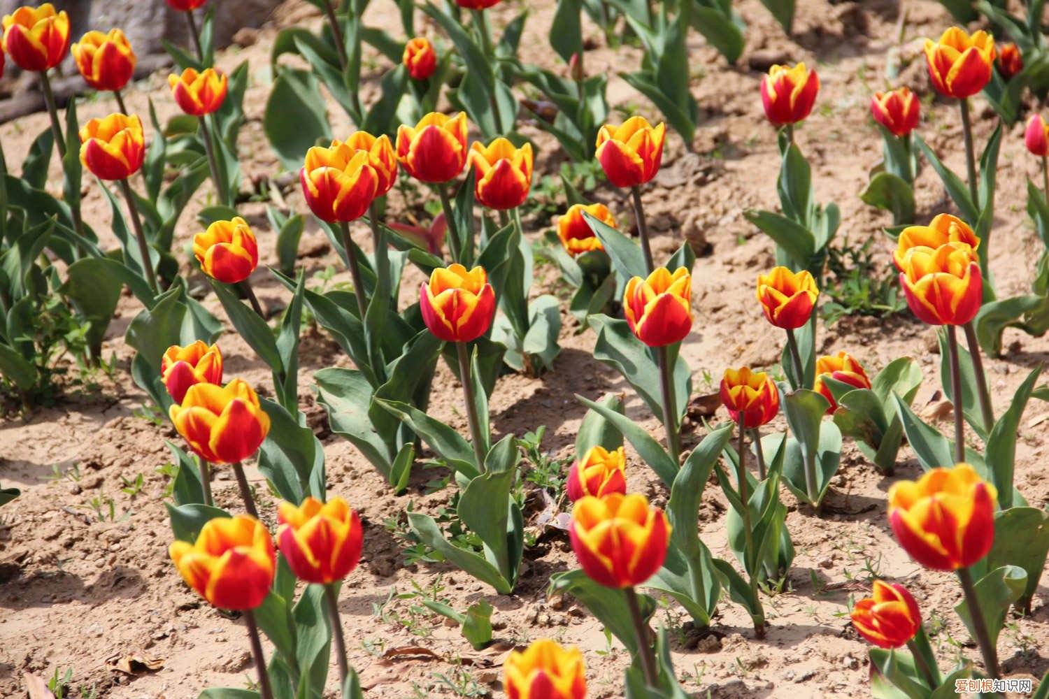 水培郁金香可以养多久 郁金香怎么水养，水培郁金香能活多久