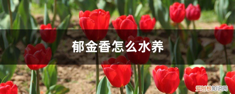 水培郁金香可以养多久 郁金香怎么水养，水培郁金香能活多久