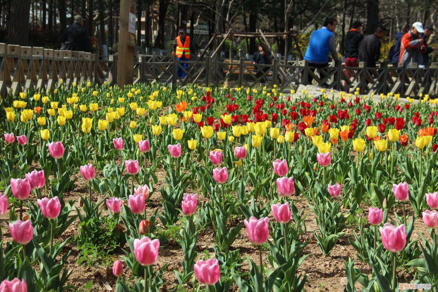 水培郁金香可以养多久 郁金香怎么水养，水培郁金香能活多久