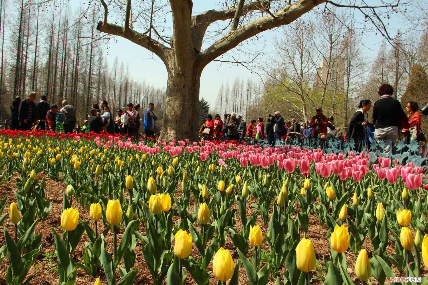 水培郁金香可以养多久 郁金香怎么水养，水培郁金香能活多久