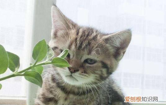 棕虎斑贵吗 棕虎斑没人要