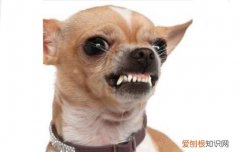 狗狗为什么会有骑跨行为 狗狗对主人骑跨是什么意思