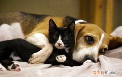 小狗的正常体温应该是多少度 小狗正常体温是多少度?