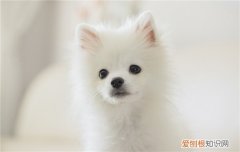 比熊多久就不长了 比熊长到几个月就不长了