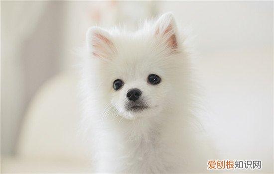 比熊多久就不长了 比熊长到几个月就不长了