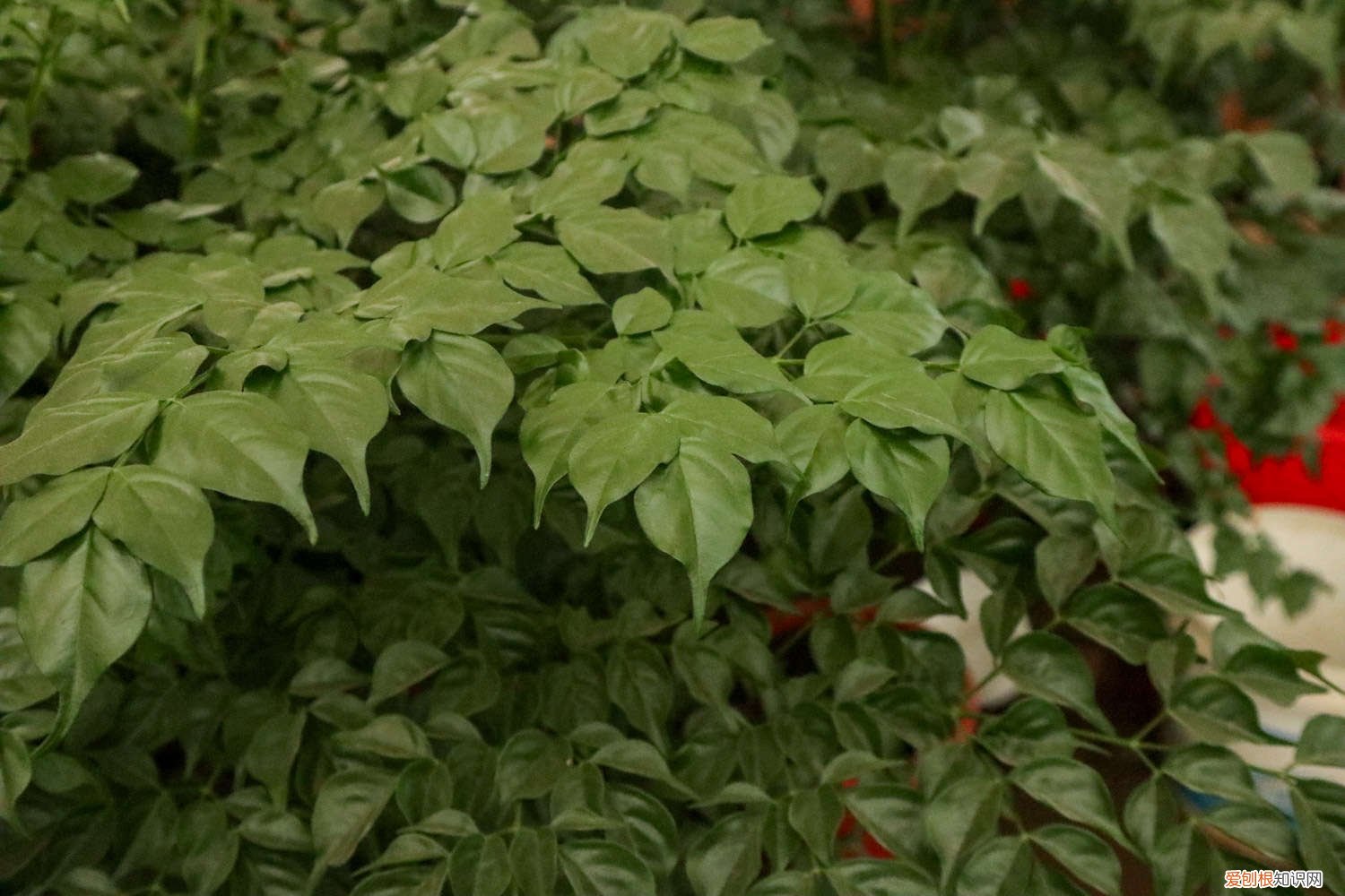 幸福树是喜阴还是喜阳植物 幸福树喜阴还是喜阳光，幸福树不见阳光可以吗