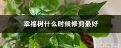 幸福树如何修剪枝叶 幸福树什么时候修剪最好，幸福树怎样修剪枝叶