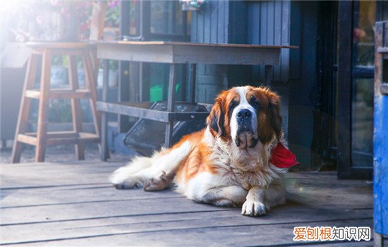 猫感冒自愈好还是吃药好 猫感冒自愈