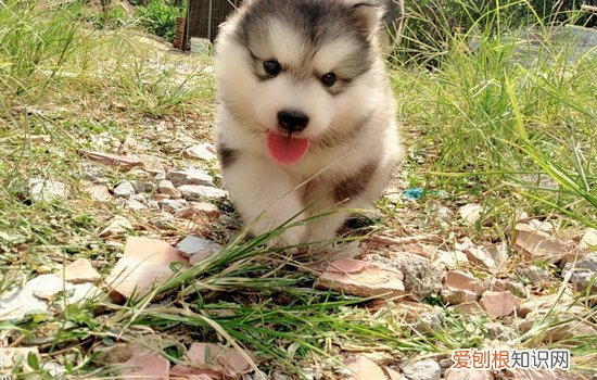 柯基不爱叫吗 柯基是不是不爱叫