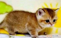 猫吃骨头么 猫吃骨头能消化吗